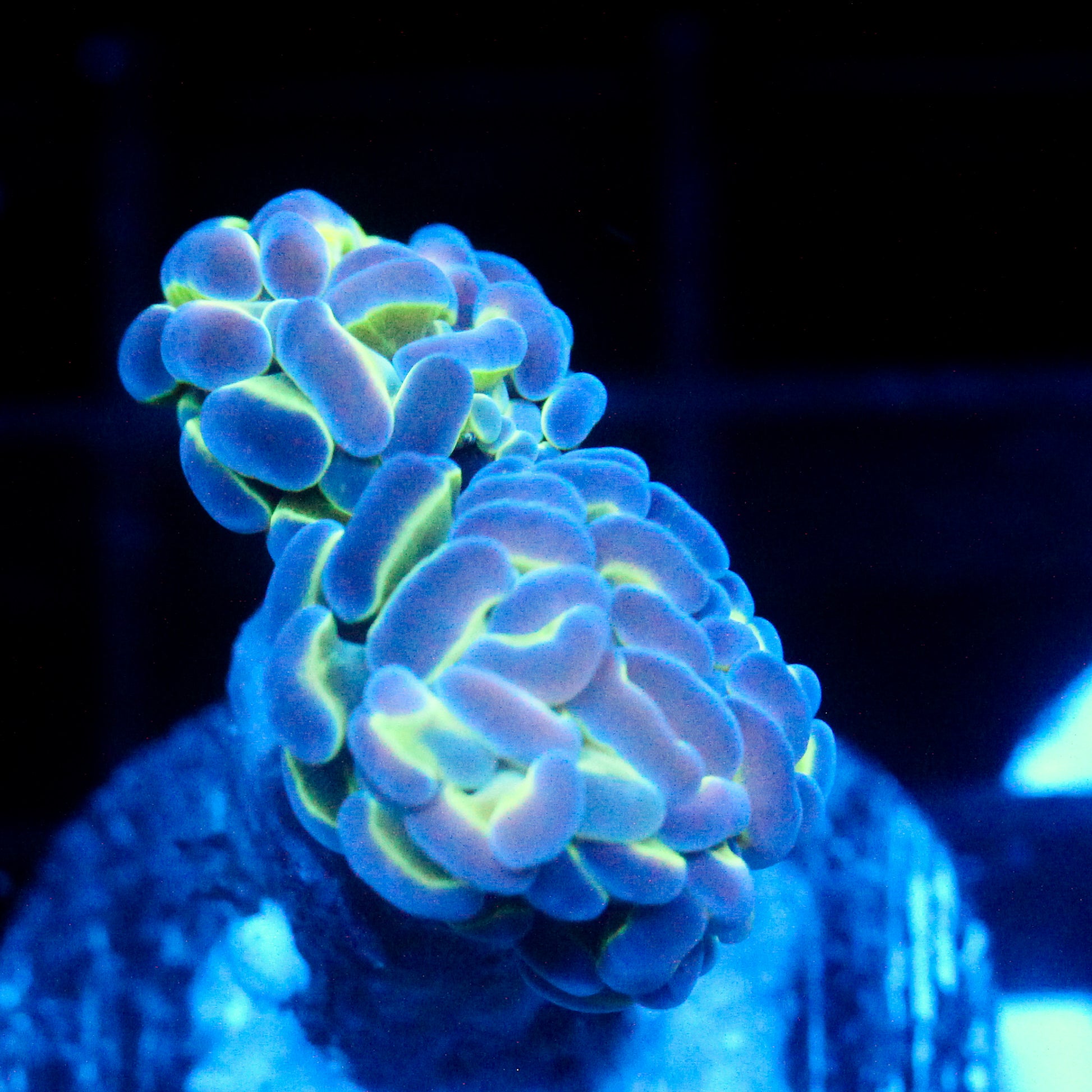 JC Hologram Hammer