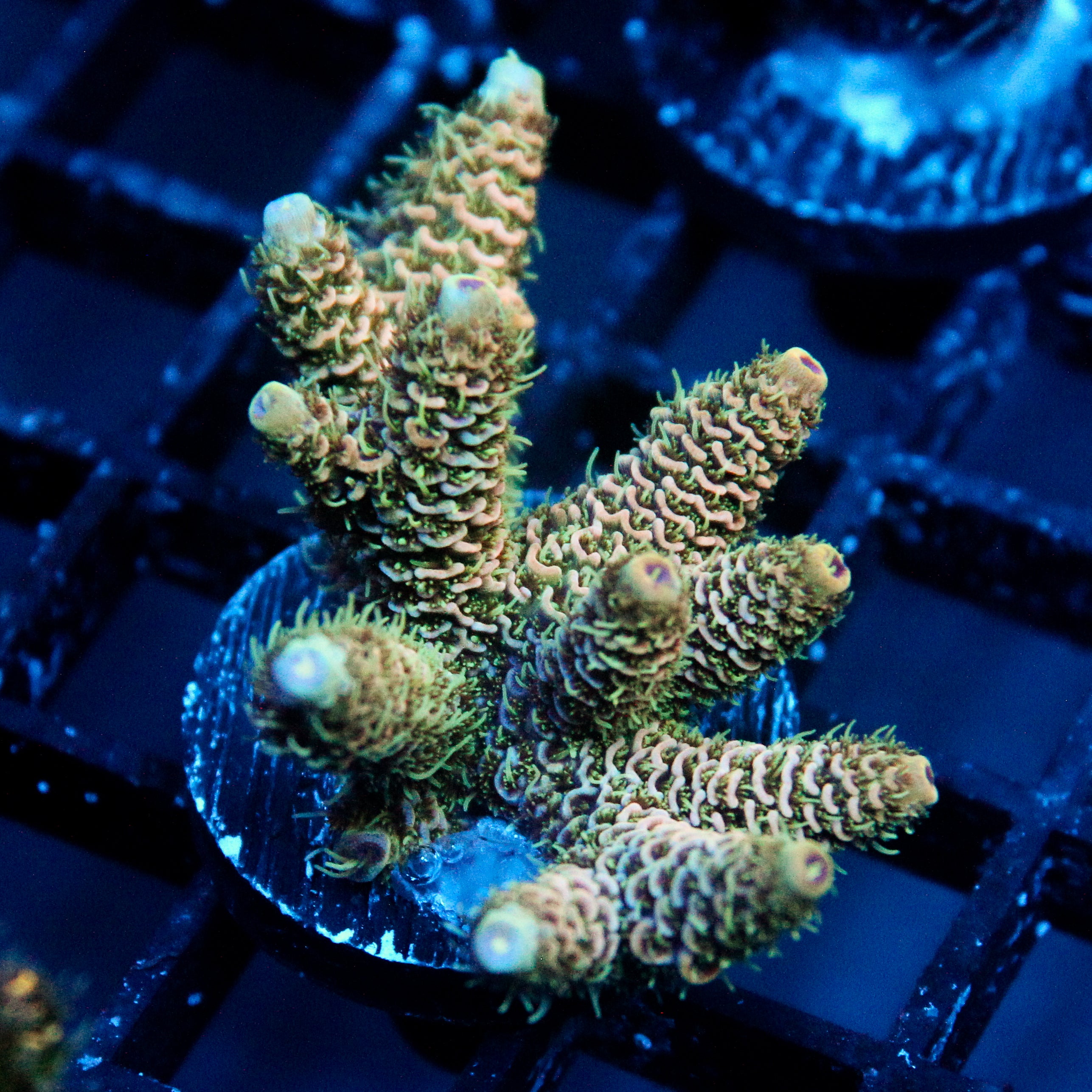 JC Pyrite Forest Acro