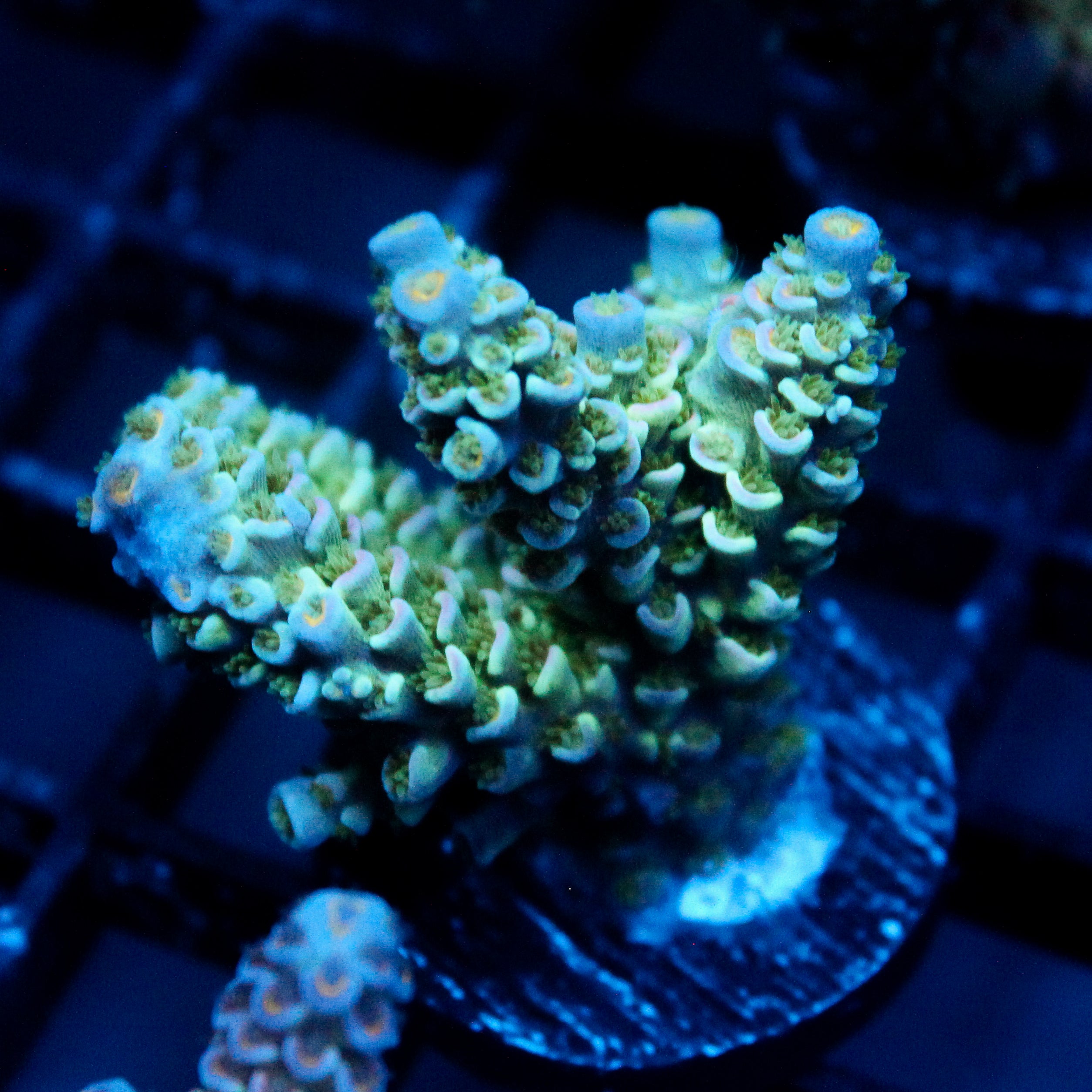 JC Blue Demon Acro