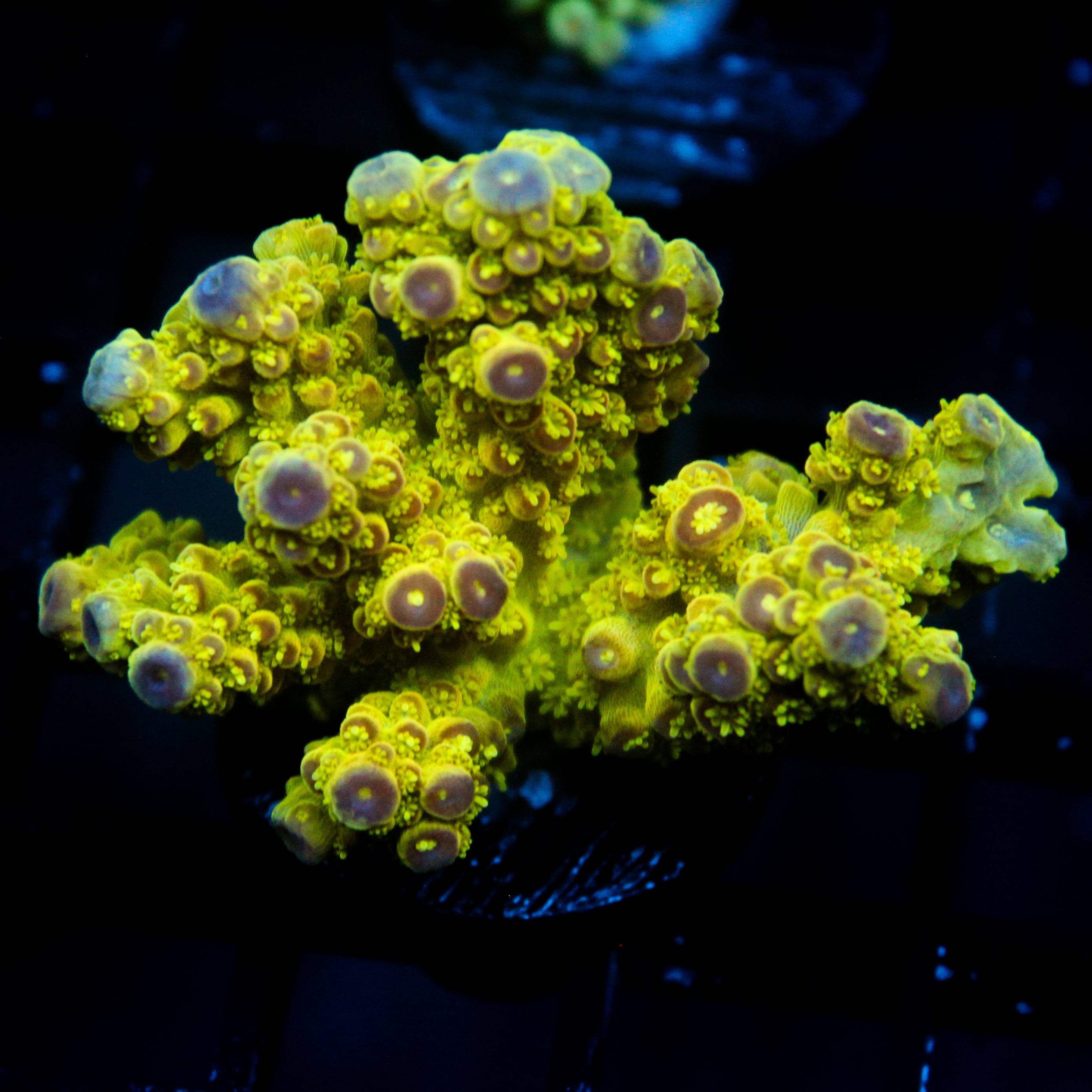 JC Electric Grove Acro