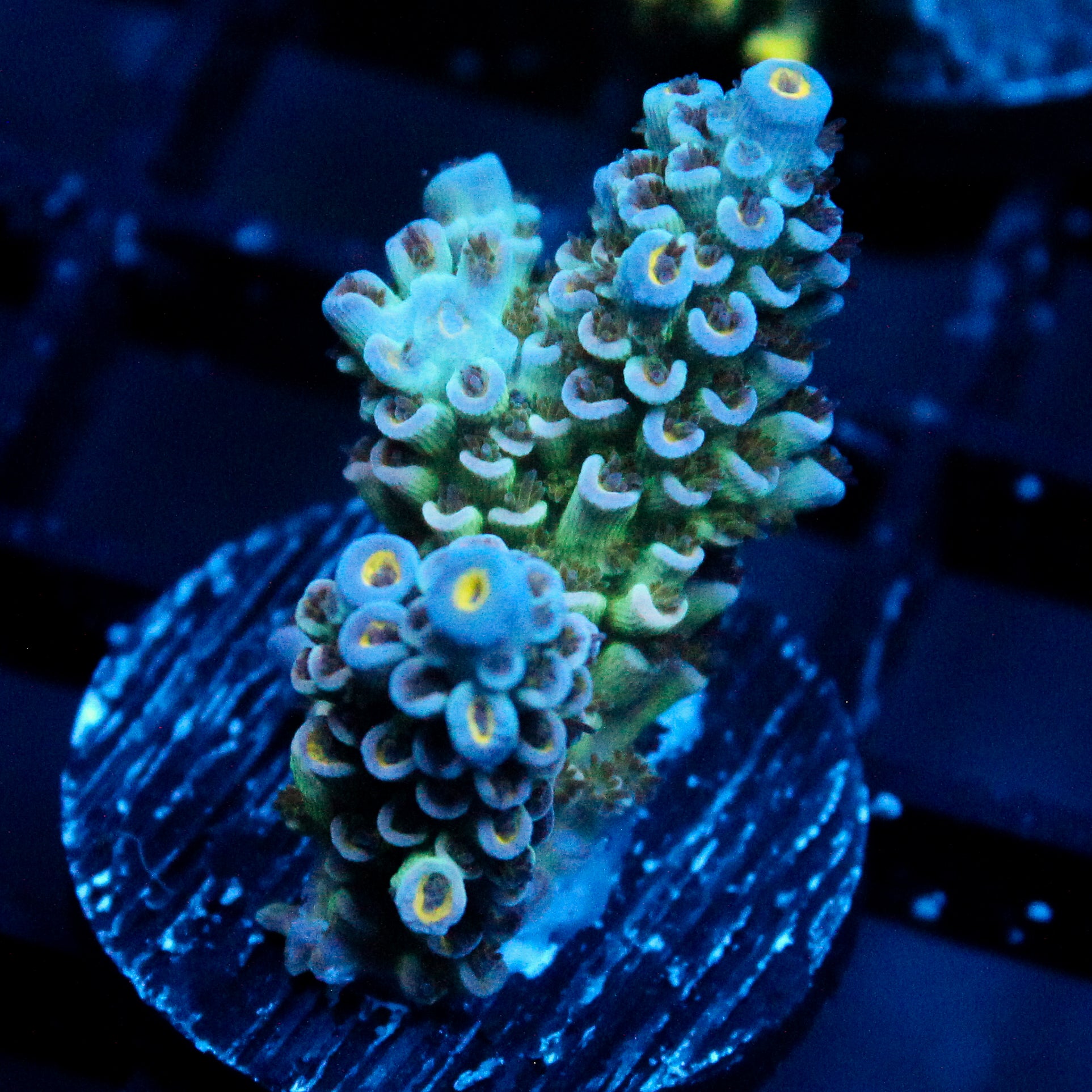 JC Green Demon Acro