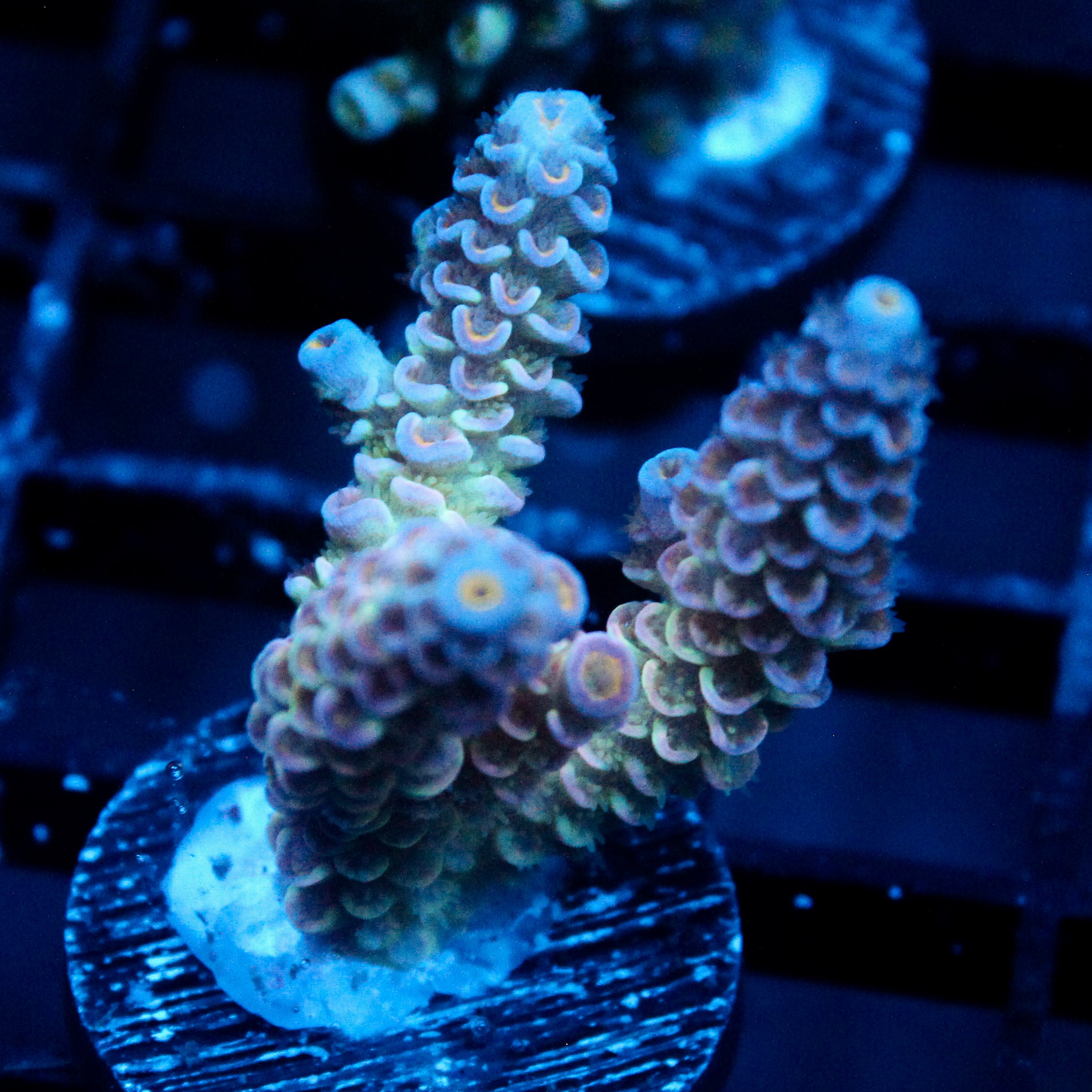 JC Petals Acro