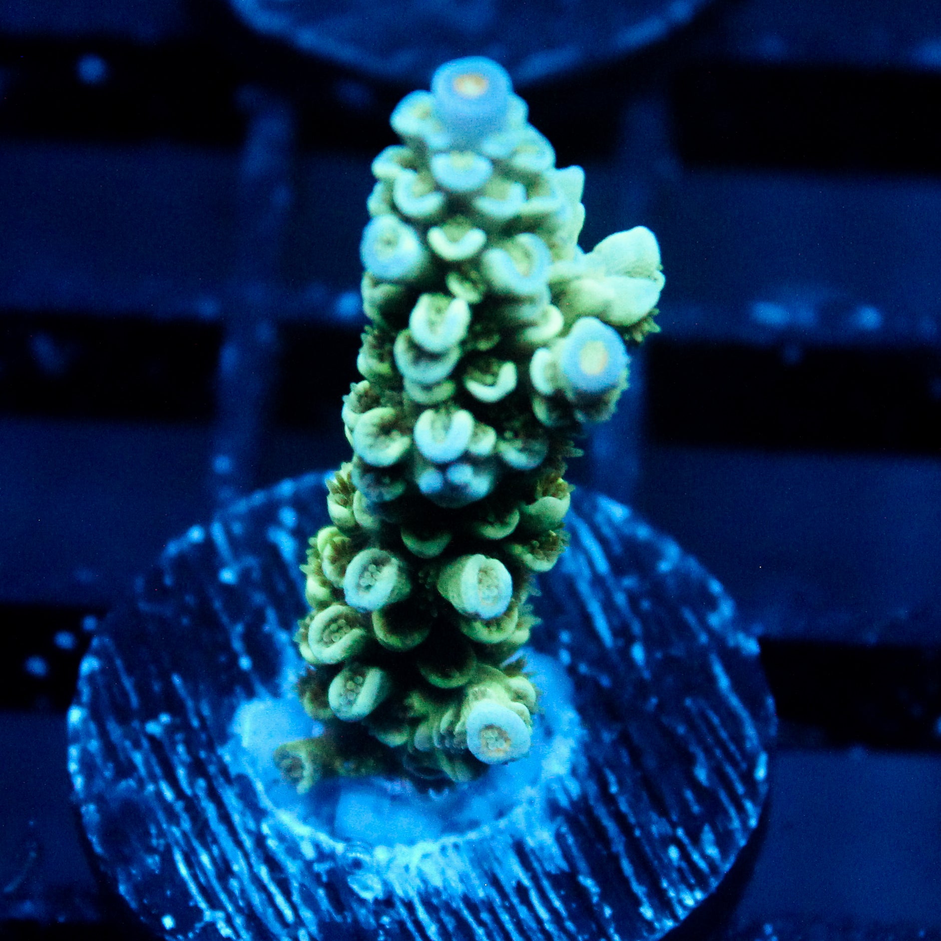 JC Caterpillar Acro