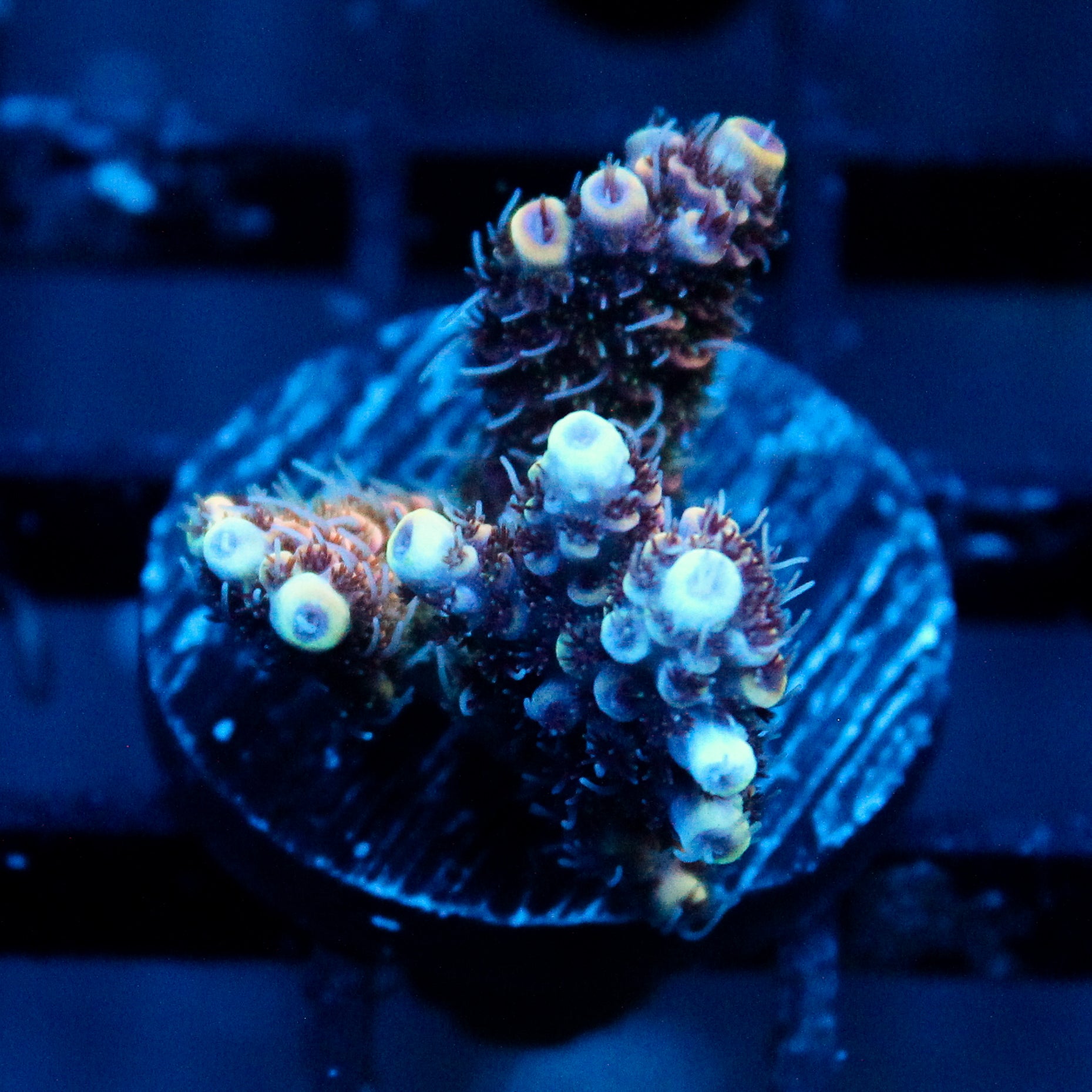 JC Purple Flux Acro
