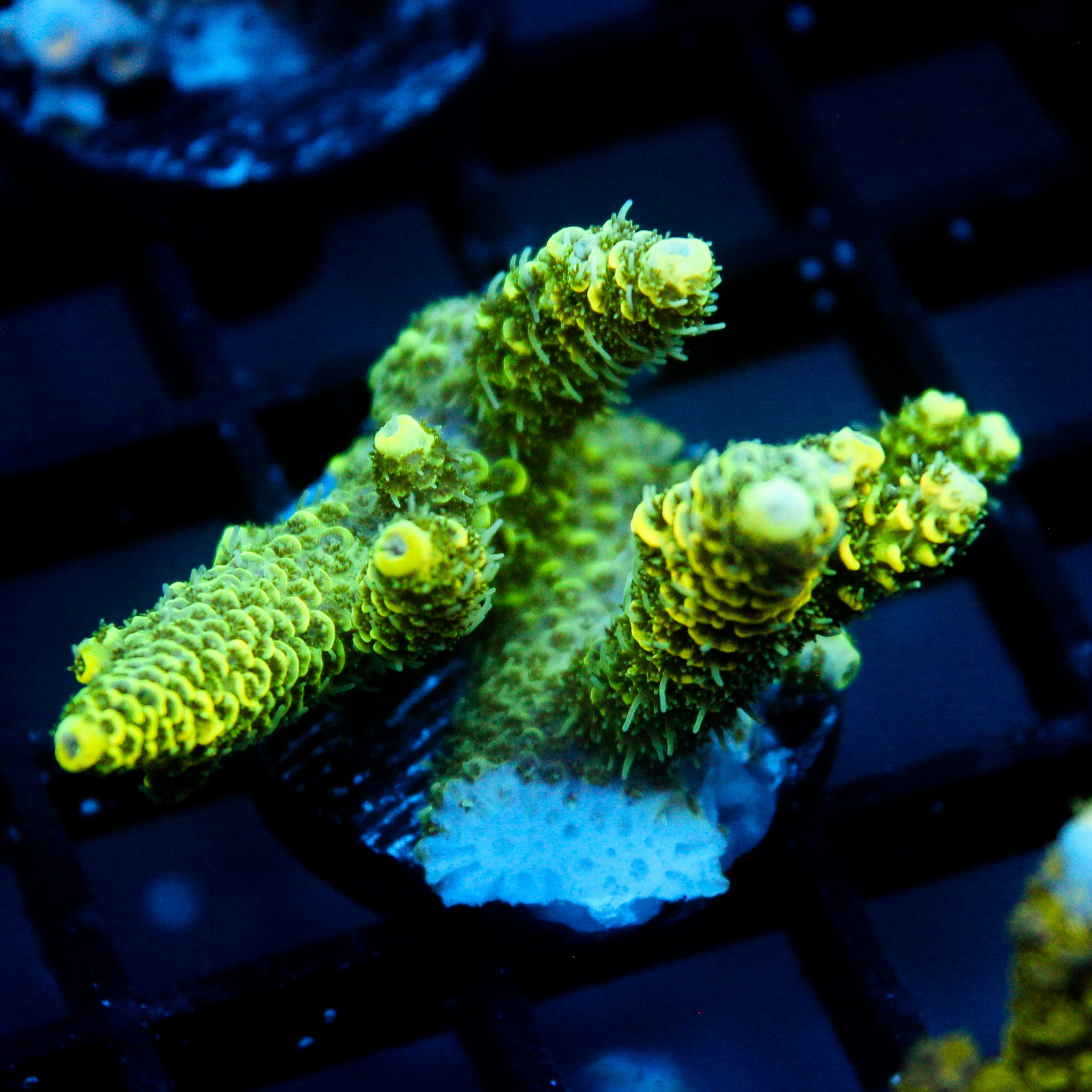 JC Tropical Fever Acro