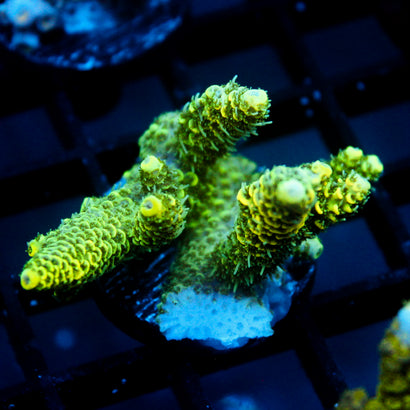 JC Tropical Fever Acro