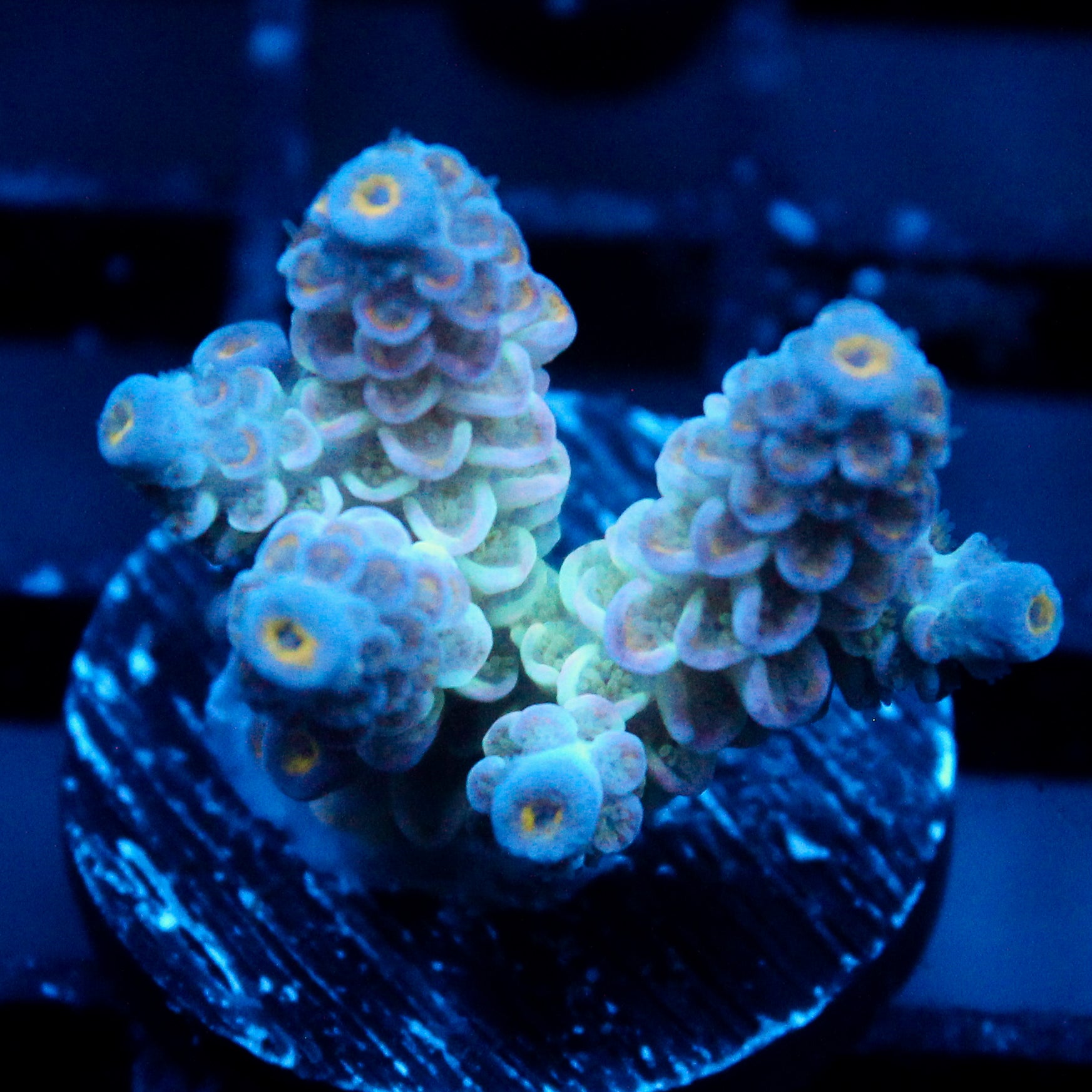 JC Petals Acro