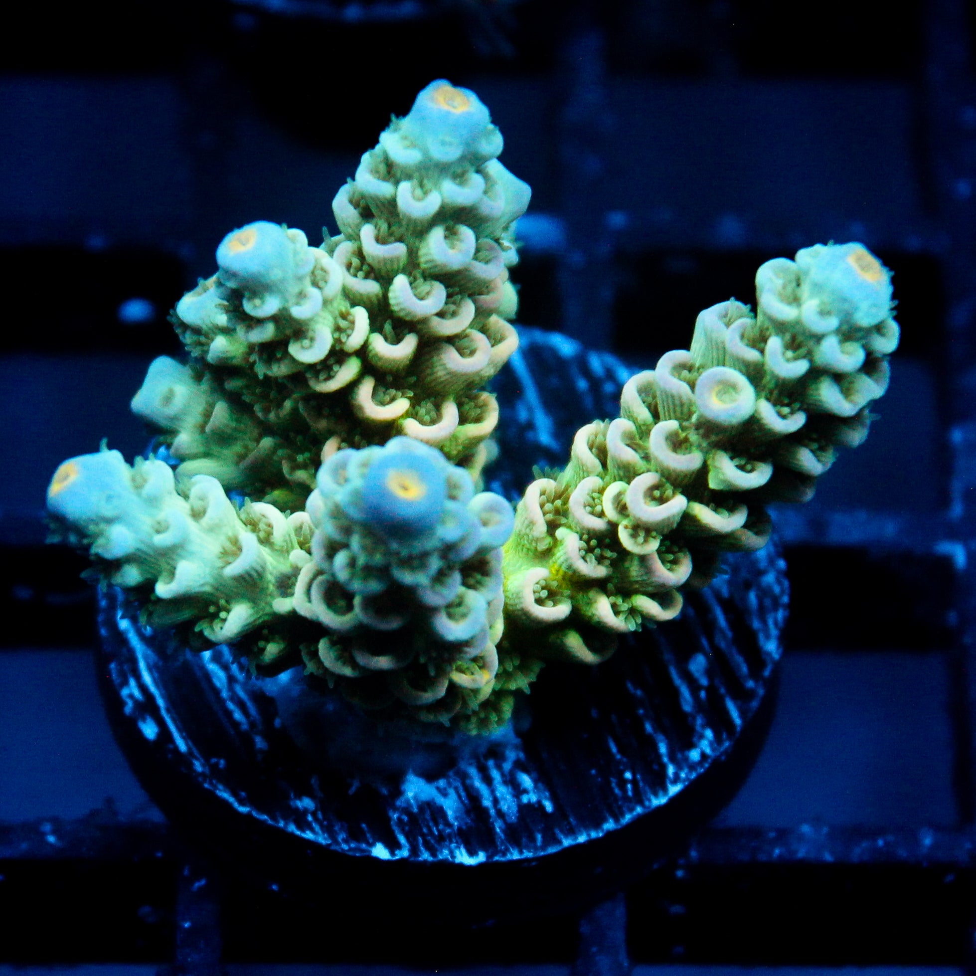 JC Crawler Acro