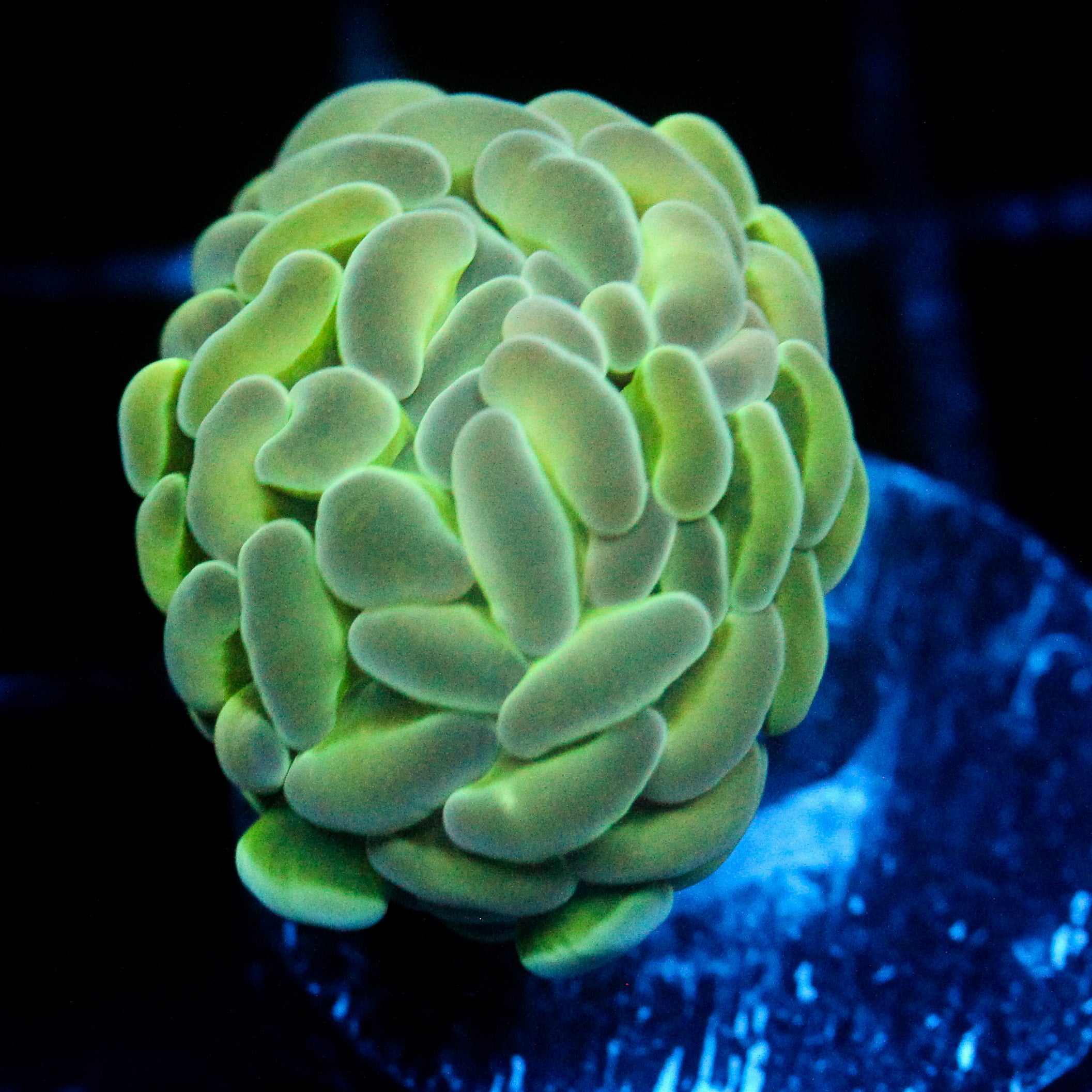 JC Alien Glow Hammer
