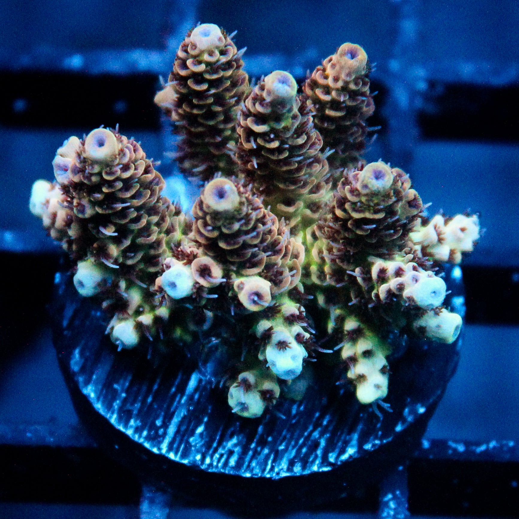 JC Candy Garden Acro