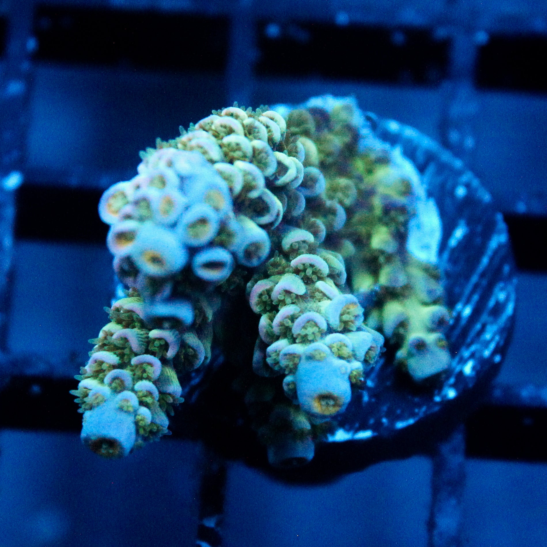 JC Green Crawler Acro