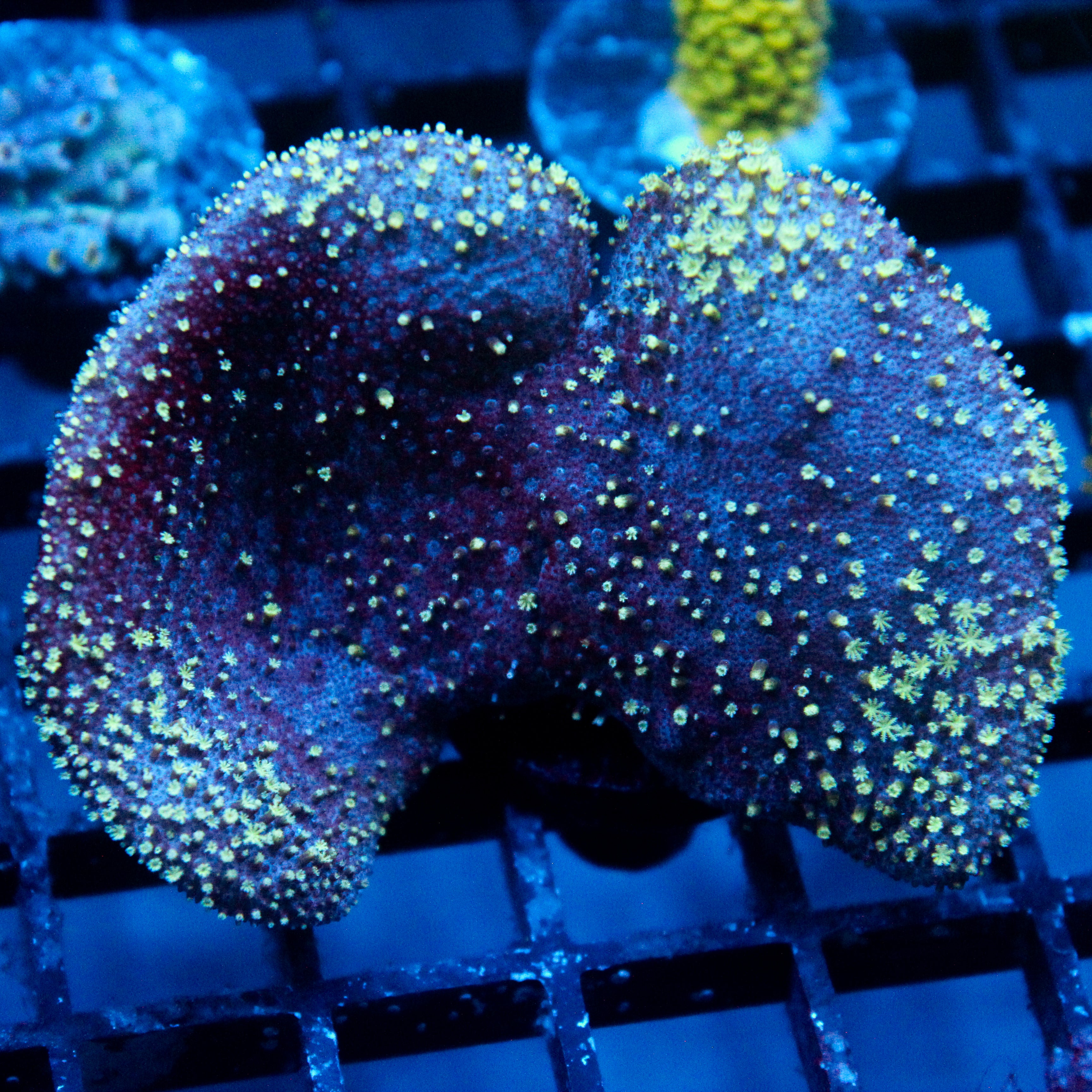 JC Minty Toadstool Frag