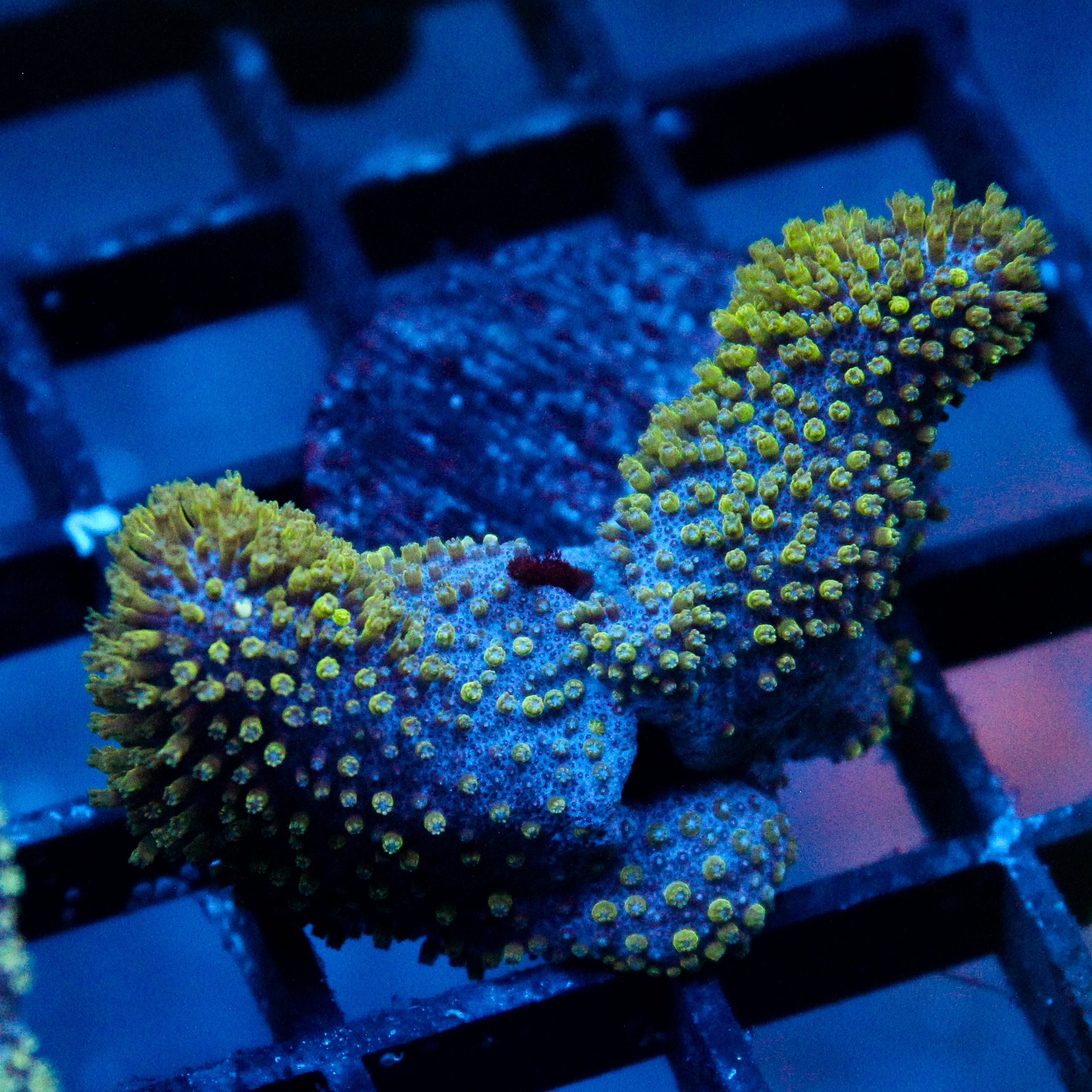 JC Crinkle Toadstool Frag