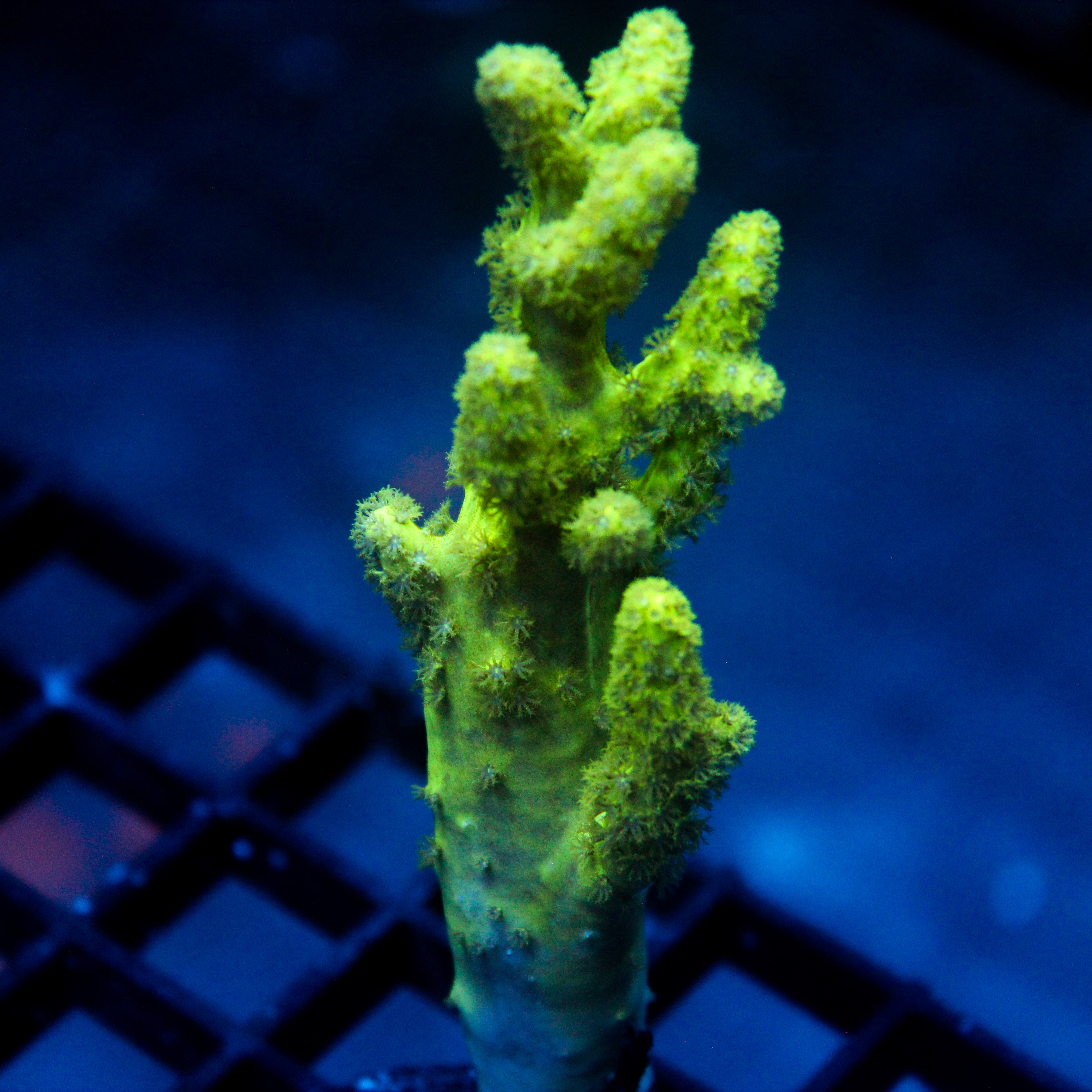 JC Aquacultured Sinularia