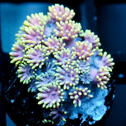 JC Pastel Party Goni