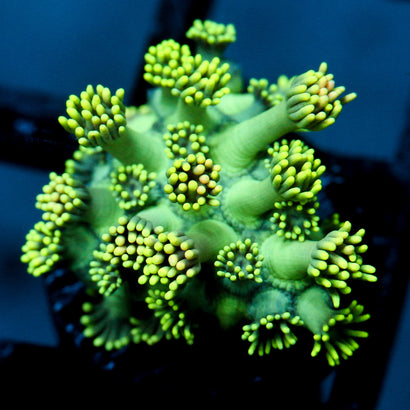 JC Yellow Petals Goni