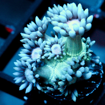 JC Blue Berries Goni