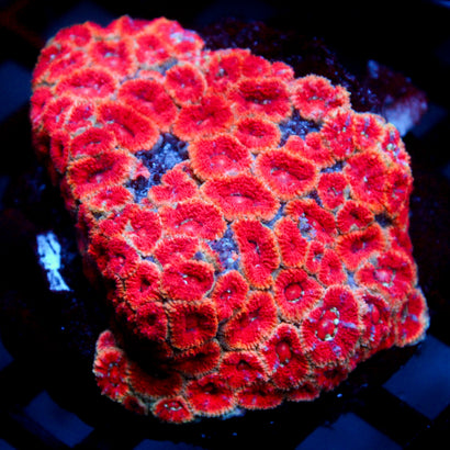 JC Red Acan Colony