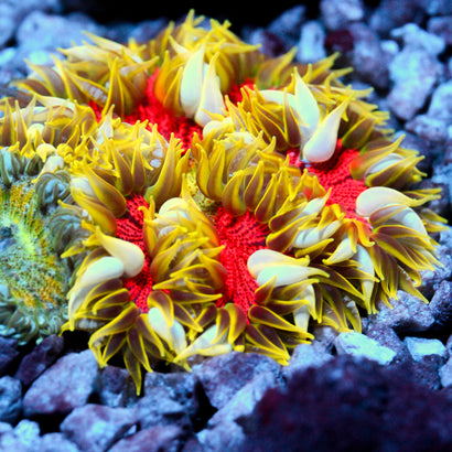 JC Ultra Rock Flower Anemone