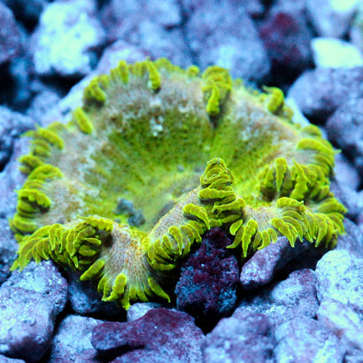 JC Ultra Rock Flower Anemone