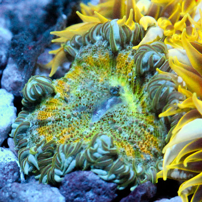 JC Ultra Rock Flower Anemone