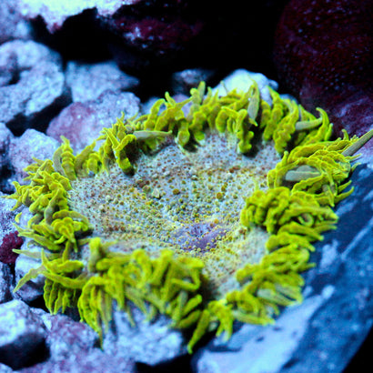 JC Ultra Rock Flower Anemone
