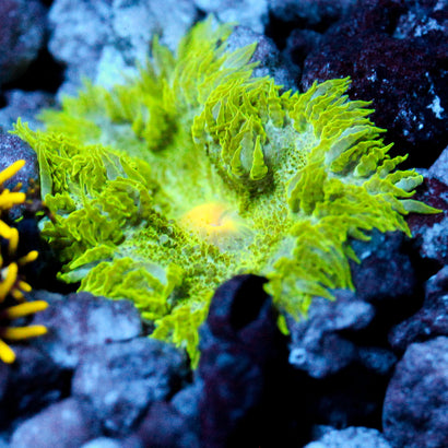 JC Ultra Rock Flower Anemone