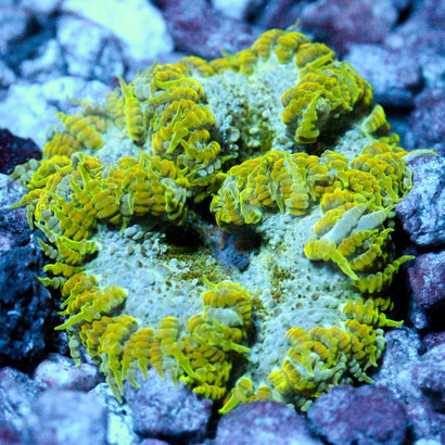 JC Ultra Rock Flower Anemone