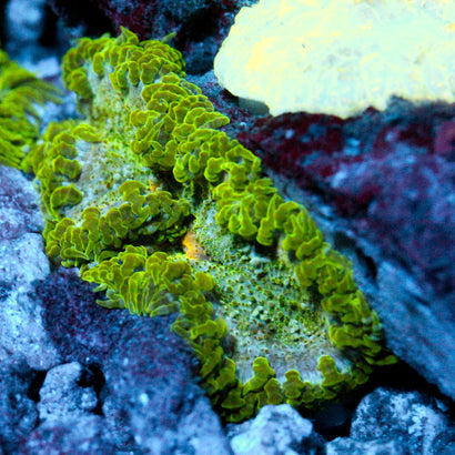 JC Ultra Rock Flower Anemone