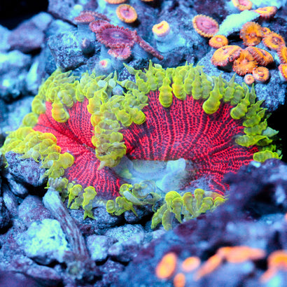 JC Ultra Rock Flower Anemone