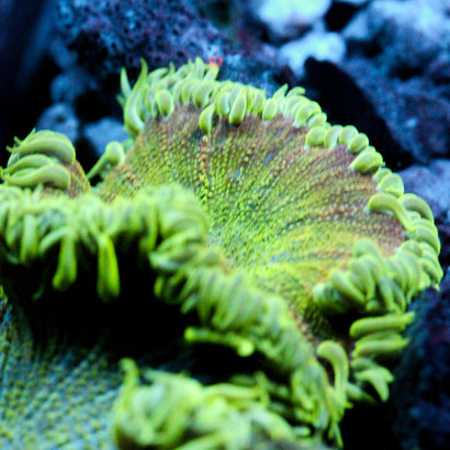 JC Ultra Rock Flower Anemone