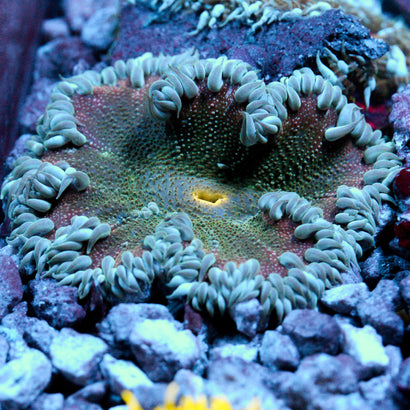 JC Ultra Rock Flower Anemone