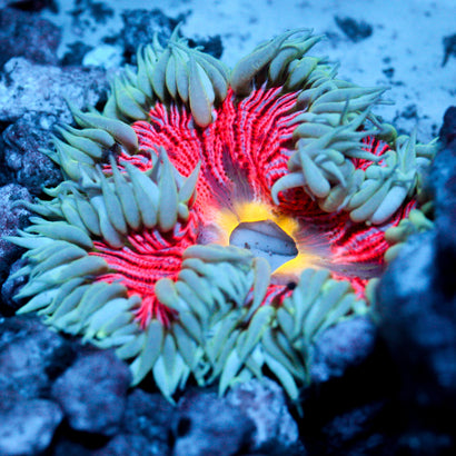 JC Ultra Rock Flower Anemone