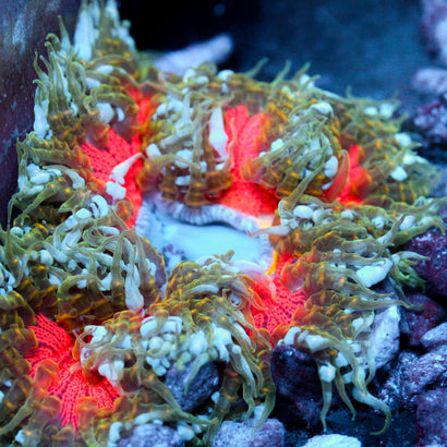 JC Ultra Rock Flower Anemone