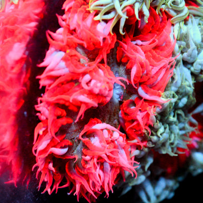JC Ultra Rock Flower Anemone