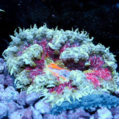JC Ultra Rock Flower Anemone