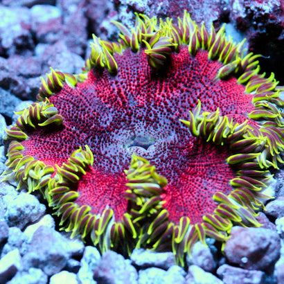 JC Ultra Rock Flower Anemone