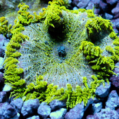 JC Ultra Rock Flower Anemone