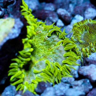 JC Ultra Rock Flower Anemone