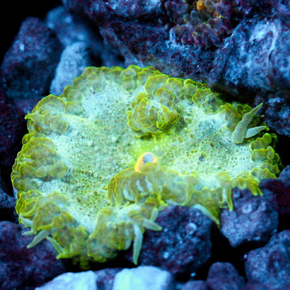 JC Ultra Rock Flower Anemone