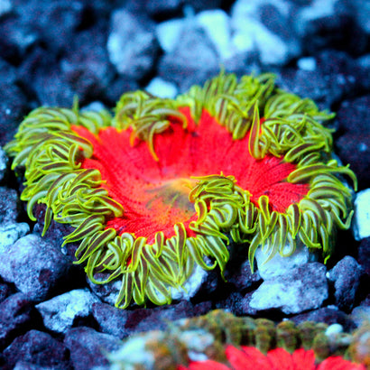 JC Ultra Rock Flower Anemone