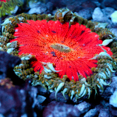 JC Ultra Rock Flower Anemone