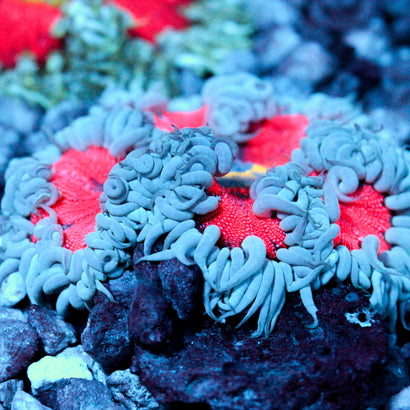 JC Ultra Rock Flower Anemone