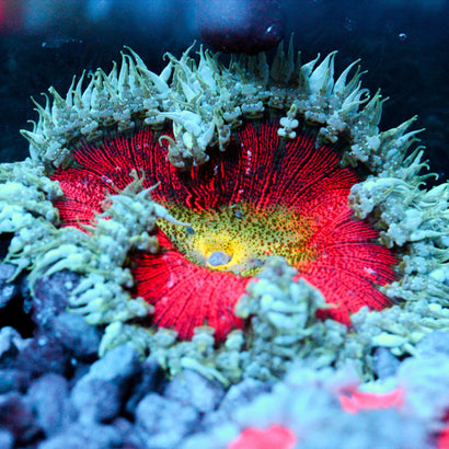 JC Ultra Rock Flower Anemone