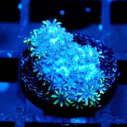 JC Sympodium