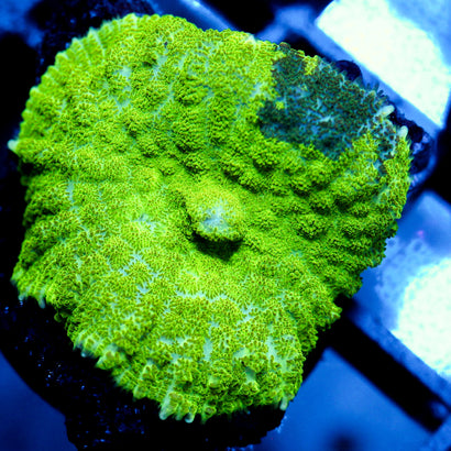 JC Ultra Kryptonite Mushroom