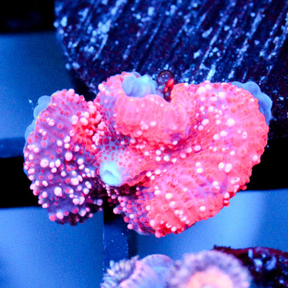 JC Ultra Deadpool Mushroom