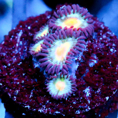JC Blue Aliens Blood Zoanthid