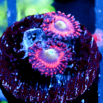 JC Valentine's Blurr Zoanthid