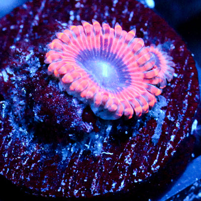 JC Typhloshion Zoanthid